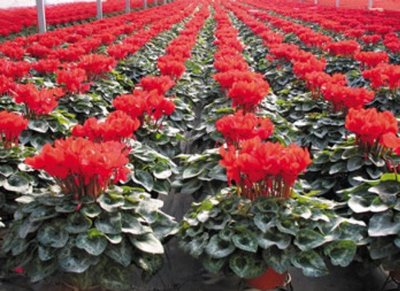 002041登海種業(yè)微跌1.15% 成果轉(zhuǎn)讓背景下的市場(chǎng)反應(yīng)分析